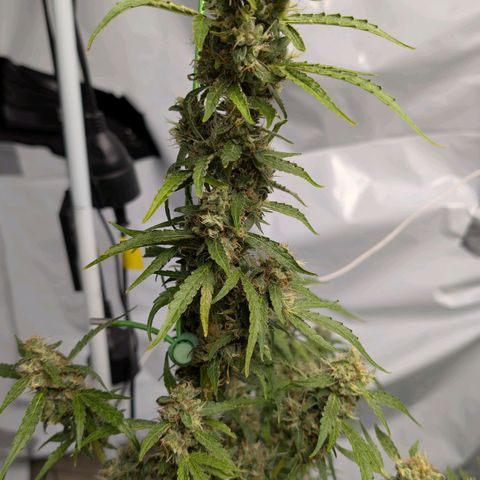 Blueberry Candiez growlog timeline photo
