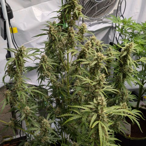Blueberry Candiez growlog timeline photo
