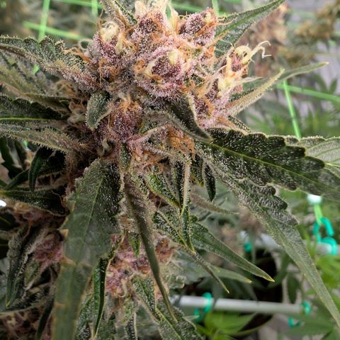 Nama's Threesome #1 growlog timeline photo