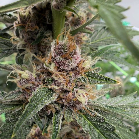 Nama's Threesome #1 growlog timeline photo