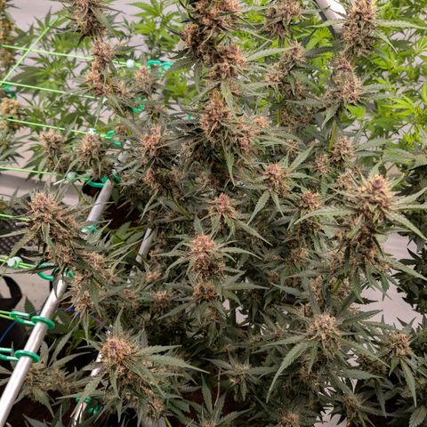 Nama's Threesome #1 growlog timeline photo