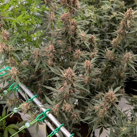 Nama's Threesome #1 growlog timeline photo
