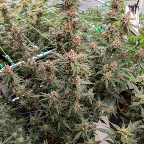 Nama's Threesome #1 growlog timeline photo