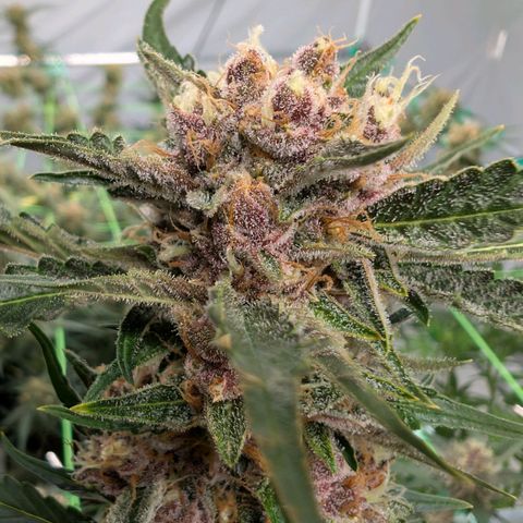 Nama's Threesome #1 growlog timeline photo