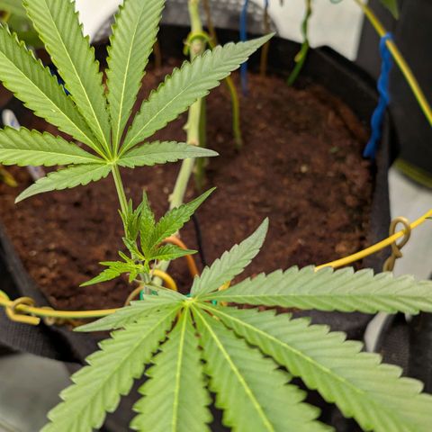 Blue Sunset  growlog timeline photo