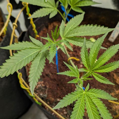 Blue Sunset  growlog timeline photo