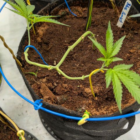 Blue Sunset  growlog timeline photo
