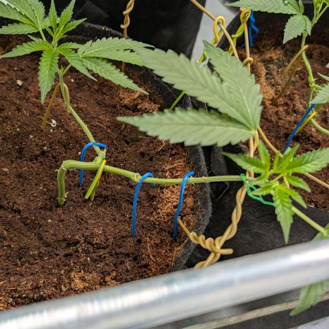 Blue Sunset  growlog timeline photo