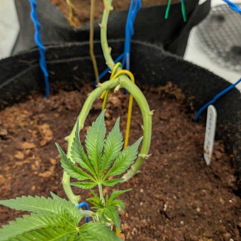 Cherry Bacio  growlog timeline photo