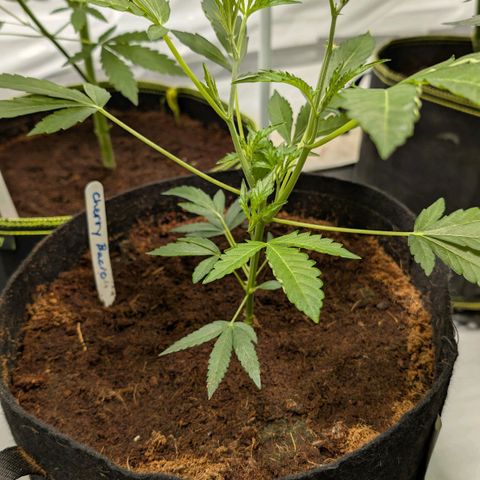 Cherry Bacio  growlog timeline photo
