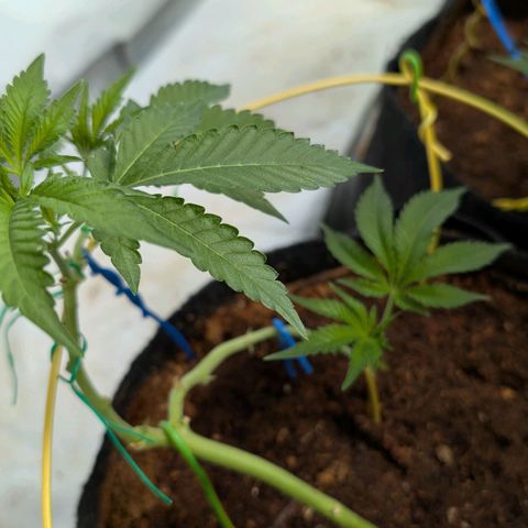Cherry Bacio  growlog timeline photo