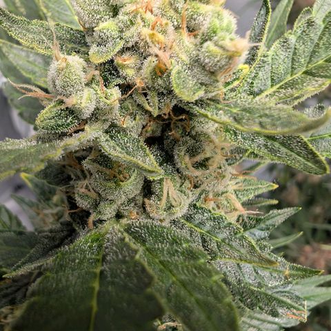 Papaya Cookies Auto  growlog timeline photo