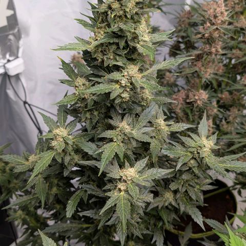 Papaya Cookies Auto  growlog timeline photo