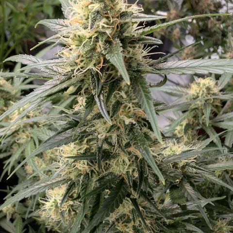 Nama's Threesome #3 growlog timeline photo