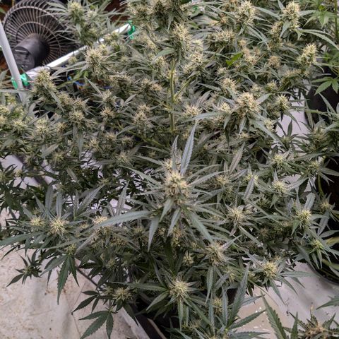 Nama's Threesome #3 growlog timeline photo