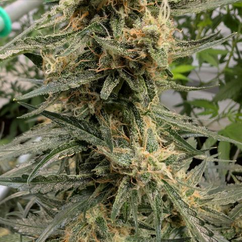 Nama's Threesome #2 growlog timeline photo