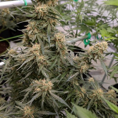 Nama's Threesome #2 growlog timeline photo