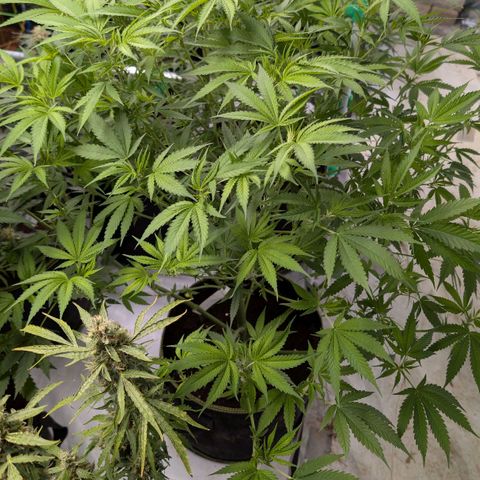 Citrus Fuel (Semi) Automatic growlog timeline photo