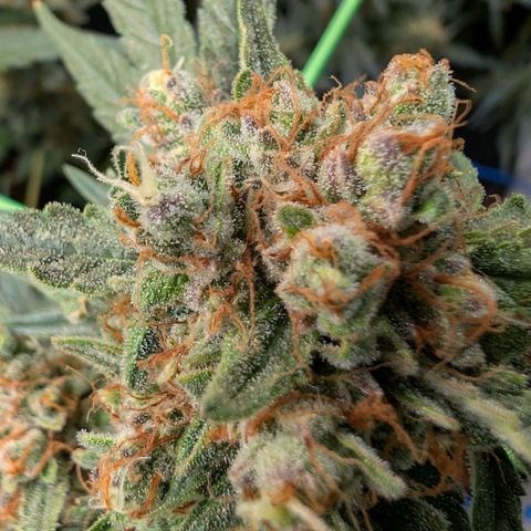Mimosa Sunrise XXL Automatik  growlog timeline photo