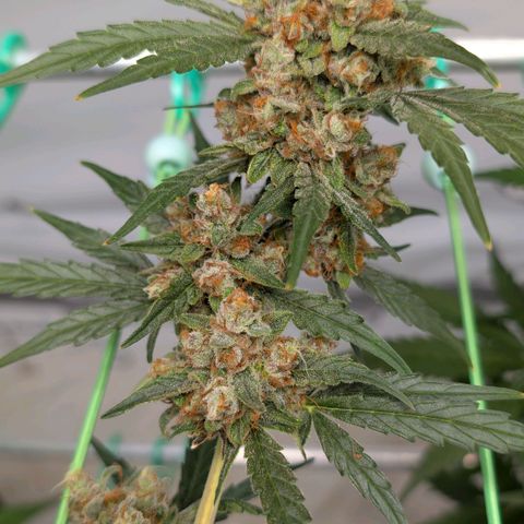Mimosa Sunrise XXL Automatik  growlog timeline photo