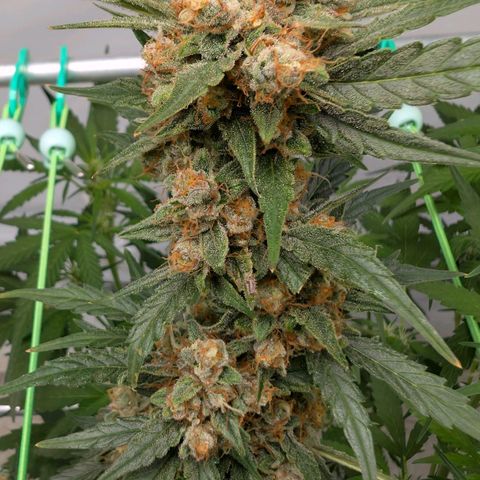 Mimosa Sunrise XXL Automatik  growlog timeline photo