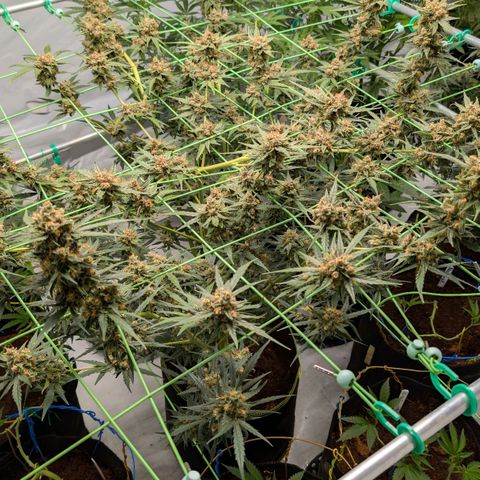 Mimosa Sunrise XXL Automatik  growlog timeline photo
