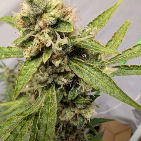 Blueberry Candiez growlog timeline photo