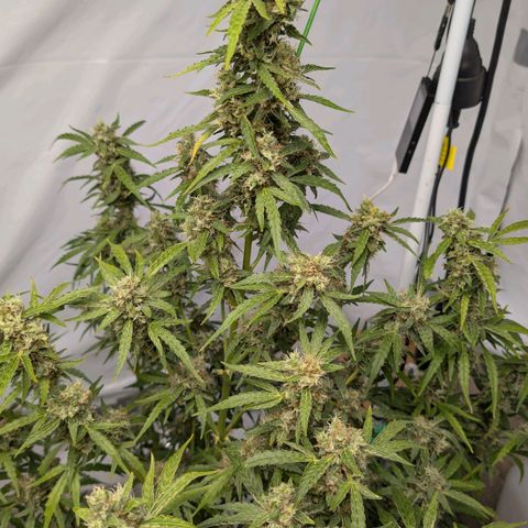 Blueberry Candiez growlog timeline photo