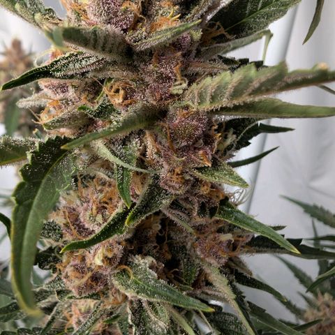 Nama's Threesome #1 growlog timeline photo