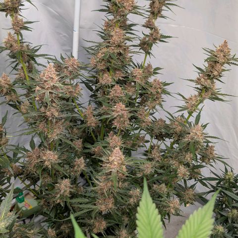 Nama's Threesome #1 growlog timeline photo