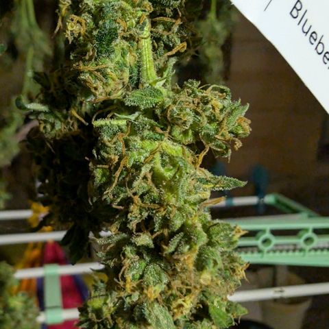 Blueberry Candiez growlog timeline photo
