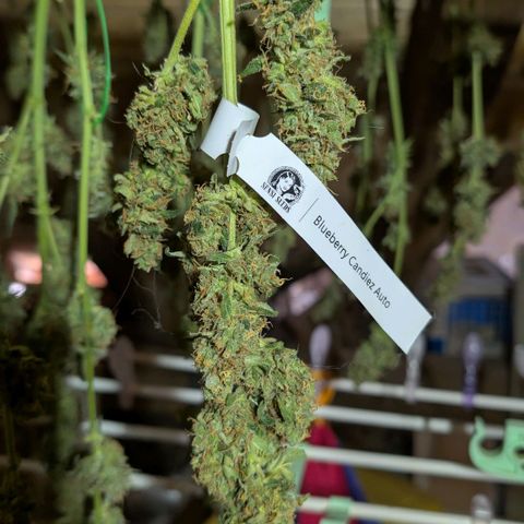 Blueberry Candiez growlog timeline photo