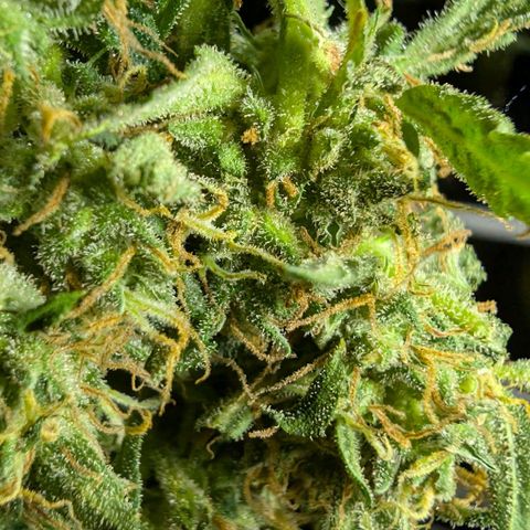 Blueberry Candiez growlog timeline photo