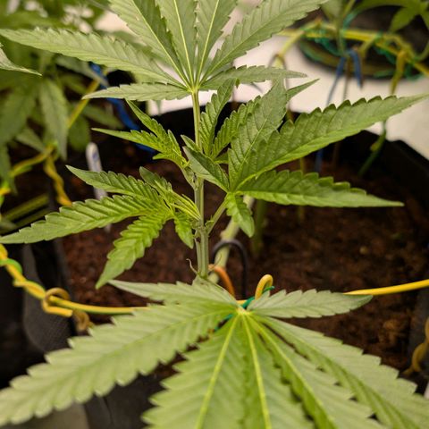 Blue Sunset  growlog timeline photo