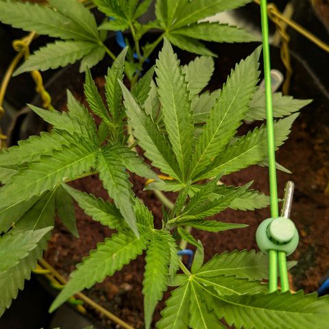 Blue Sunset  growlog timeline photo