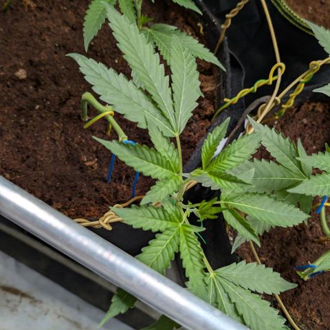 Blue Sunset  growlog timeline photo