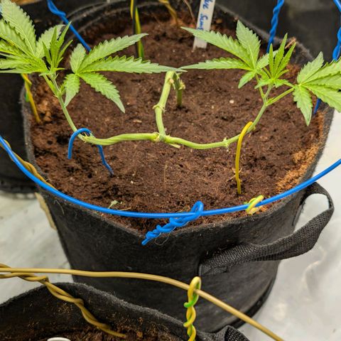 Blue Sunset  growlog timeline photo