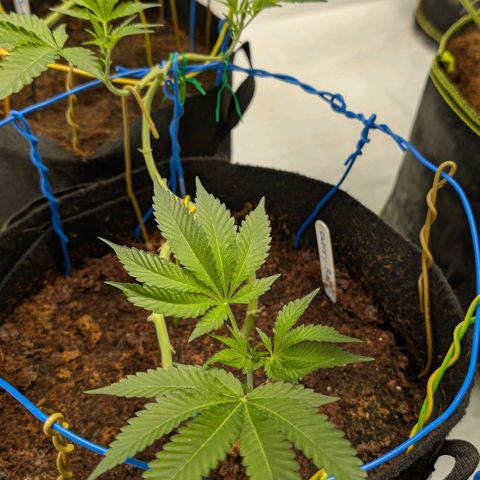 Cherry Bacio  growlog timeline photo