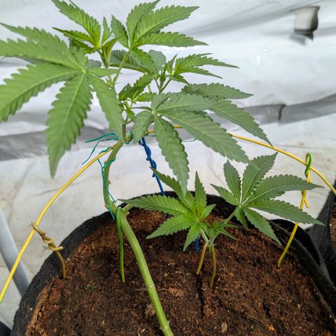 Cherry Bacio  growlog timeline photo