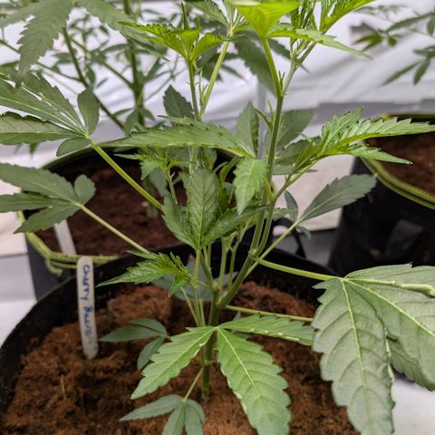 Cherry Bacio  growlog timeline photo