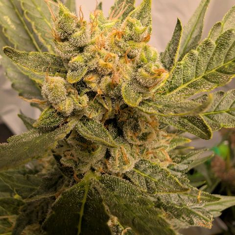 Papaya Cookies Auto  growlog timeline photo