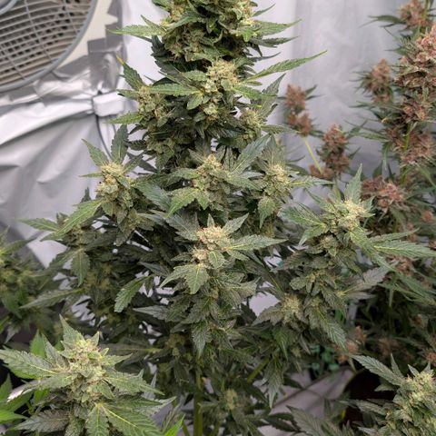 Papaya Cookies Auto  growlog timeline photo