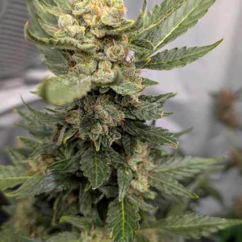 Papaya Cookies Auto  growlog timeline photo