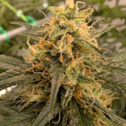 Nama's Threesome #3 growlog timeline photo