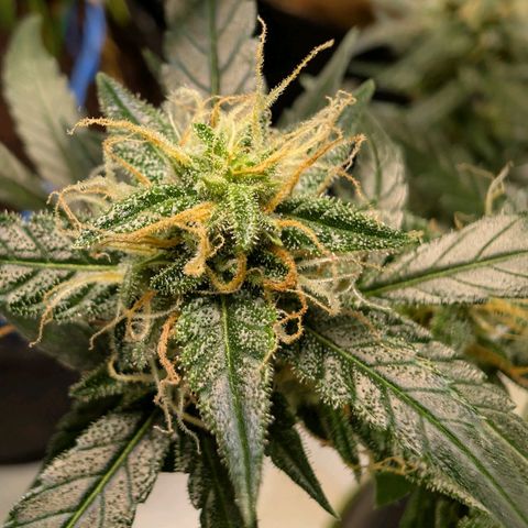 Nama's Threesome #3 growlog timeline photo
