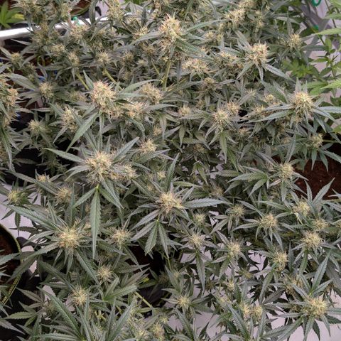Nama's Threesome #3 growlog timeline photo