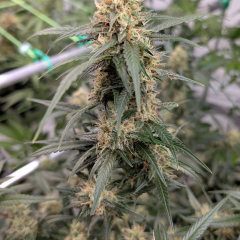 Nama's Threesome #3 growlog timeline photo