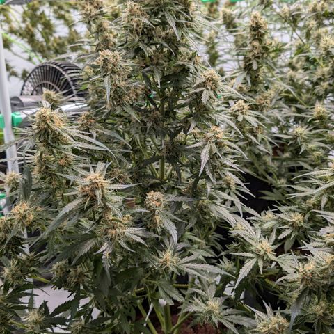 Nama's Threesome #2 growlog timeline photo
