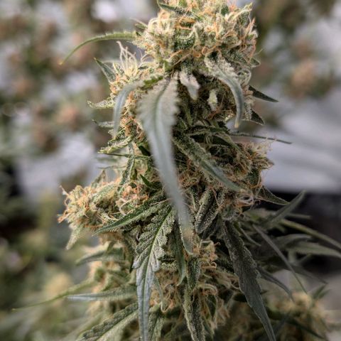 Nama's Threesome #2 growlog timeline photo