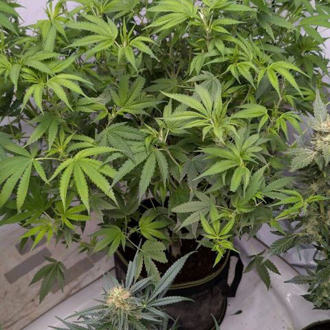 Citrus Fuel (Semi) Automatic growlog timeline photo